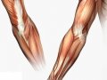 musculature_arm.jpg